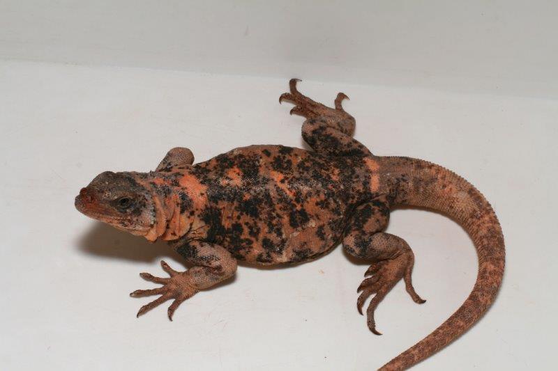 Galere photos Sauromalus varius Bebesaurus animalerie spécialisée en